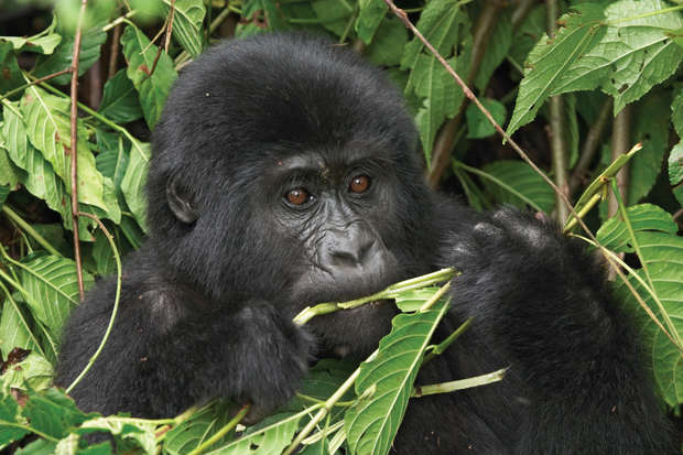 A gorilla sits among green foliage, holding and nibbling on leaves, surrounded by dense greenery.