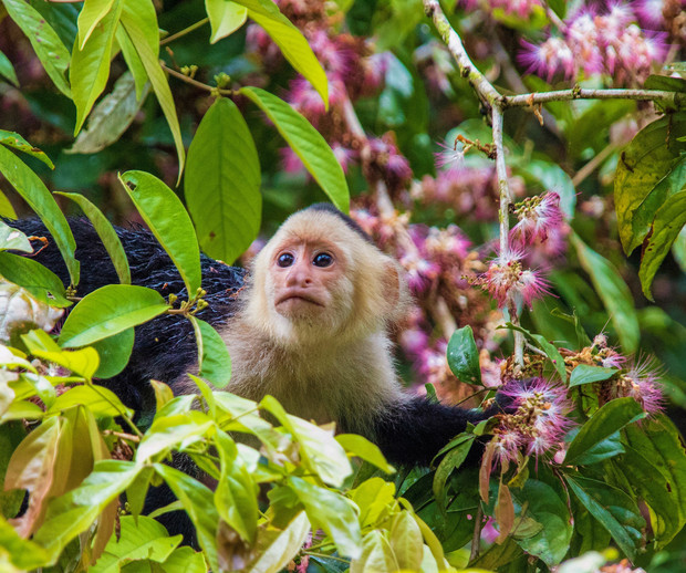 A monkey perches among lush green leaves and pink flowers, appearing alert and inquisitive in a vibrant jungle setting.