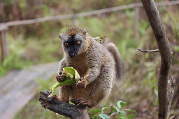 A lemur holds and eats a green piece of fruit while perched on a branch, surrounded by a blurred natural environment with leafy plants and wooden paths.