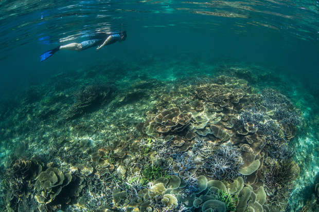 A snorkeler swims above a vibrant coral reef, showcasing various coral formations under clear, blue water. Sunlight filters through the surface, illuminating the underwater scene.