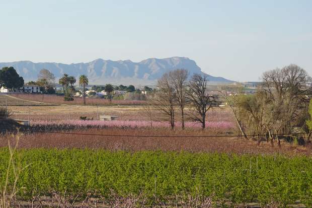 Fields of blooming trees and green crops stretch across a landscape. In the distance, mountains rise under a clear blue sky, bordered by scattered trees and rural buildings.