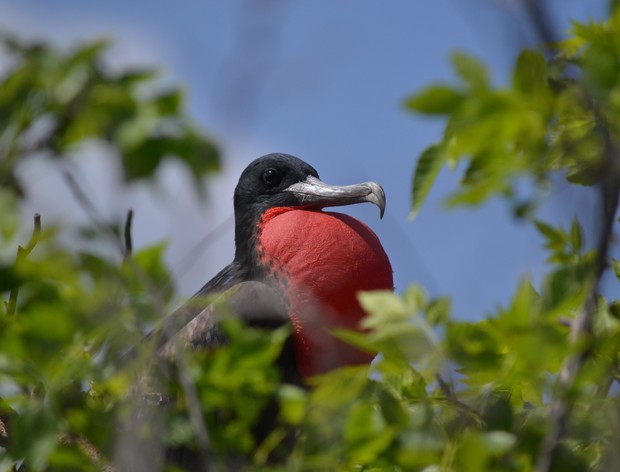 A frigatebird with a bright red inflated throat pouch is perched among green leaves and branches, set against a clear blue sky.
