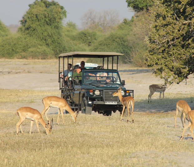 A safari vehicle carries tourists observing grazing impalas in an open grassland. Trees line the background under a clear sky, enhancing the serene wildlife setting.