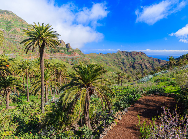 Tall palm trees sway gently, surrounded by lush green vegetation. A dirt path winds through the vibrant landscape, overlooked by rugged mountains under a bright blue sky with scattered clouds.