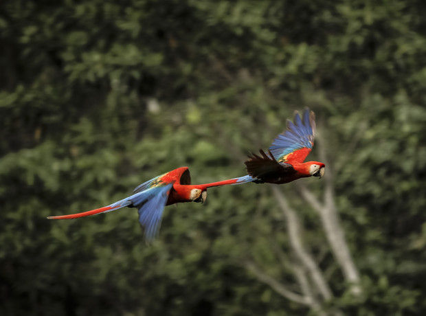 Two vibrant red and blue parrots fly side by side, wings outstretched, through a dense, green leafy forest background.