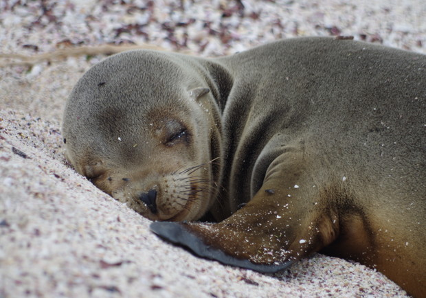 A young seal sleeps peacefully on sandy, pebbled beach, its smooth body partially covered with fine sand. The serene and undisturbed surroundings highlight the tranquility of the moment.