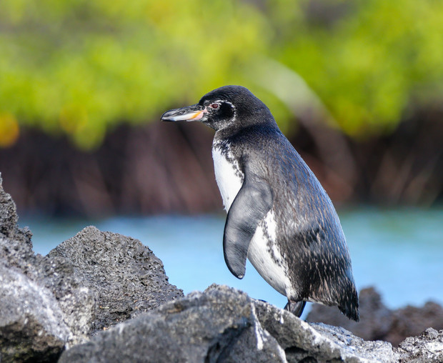 A black-and-white penguin stands on gray rocks, scanning its surroundings, with blurred green foliage and blue water in the background.