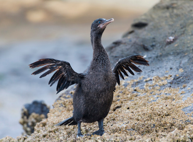 A flightless cormorant stands with wings partially spread on a rocky, barnacle-covered surface. The background is blurred, suggesting a coastal environment.