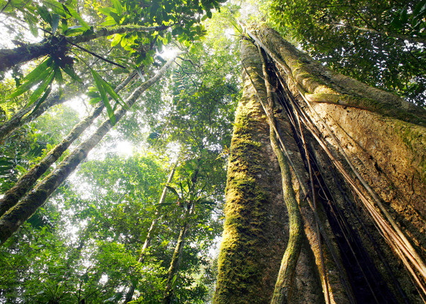 Tall trees stretch upwards, with sunlight filtering through dense green foliage in a tropical rainforest, creating a vibrant canopy and lush undergrowth. Moss and vines cover the tree trunks.