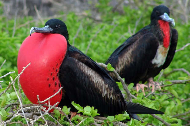 A male frigatebird displays an inflated bright red throat pouch, sitting on a branch, while another frigatebird stands nearby. They are surrounded by lush green leaves.