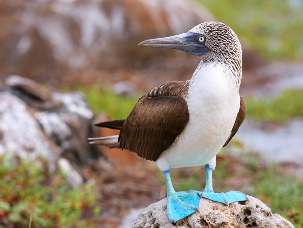 A bird with distinctive bright blue feet perches on a rock, surrounded by a grassy landscape with blurred elements in the background.