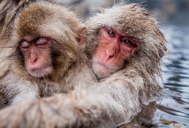 Two wet monkeys rest closely together in a hot spring, their faces relaxed and calm. They are partially submerged in water, surrounded by a natural rocky environment.