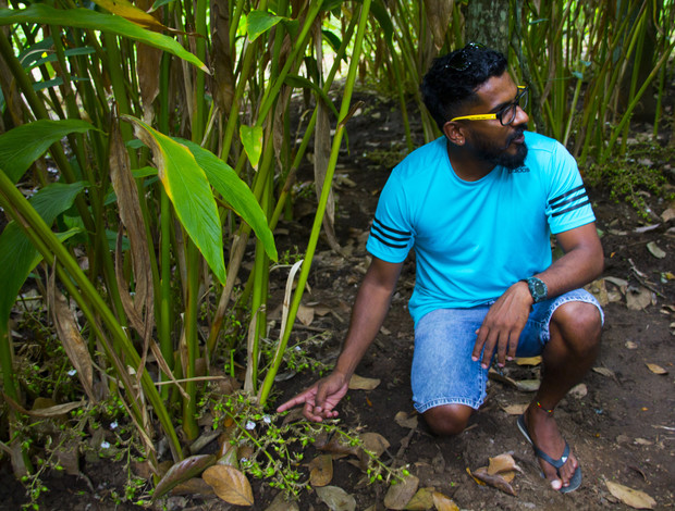 A person crouches and points at a plant with large leaves in a forested area, wearing a blue patterned shirt, denim shorts, sunglasses, and sandals.