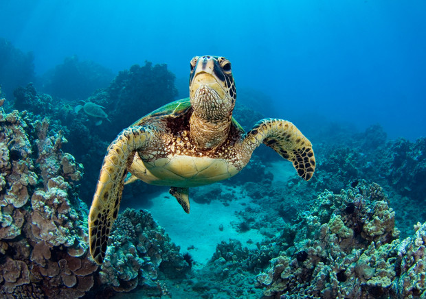 Sea turtle swimming above vibrant coral reef in clear blue ocean water, surrounded by diverse marine life, creating a serene underwater scene.