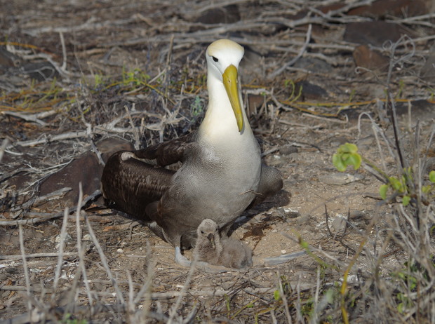 An albatross sits on the ground, sheltering a fluffy chick beneath its body, surrounded by dry twigs and sparse greenery in a natural habitat.