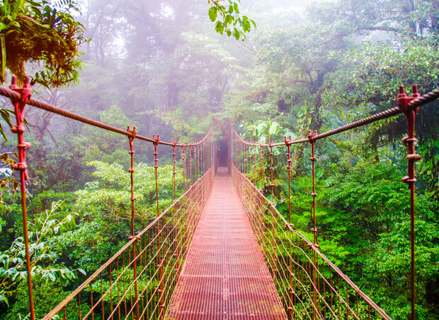 A red suspension bridge stretches through lush, misty rainforest, surrounded by dense, vibrant green foliage, creating a mystical and serene atmosphere.