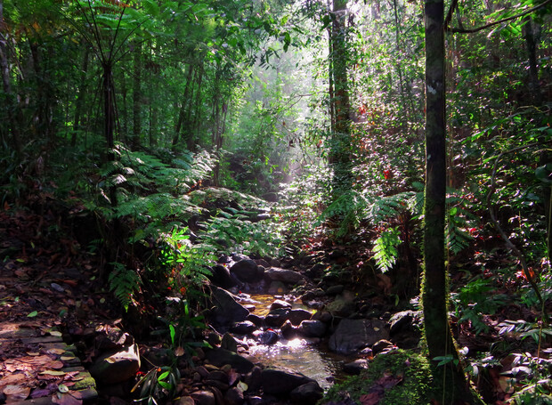 A small, winding stream flows gently through a lush, dense forest with vibrant green foliage and ferns. Sunlight filters through the trees, casting dappled light on the forest floor.