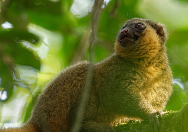 A fluffy, golden-brown lemur resting on a branch surveys its surroundings amid dense, sunlit green foliage in a forest setting.