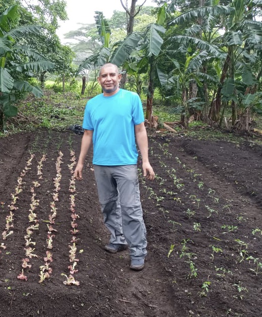 A person stands beside rows of young plants in a cultivated garden, surrounded by tall banana trees in a lush, green environment.