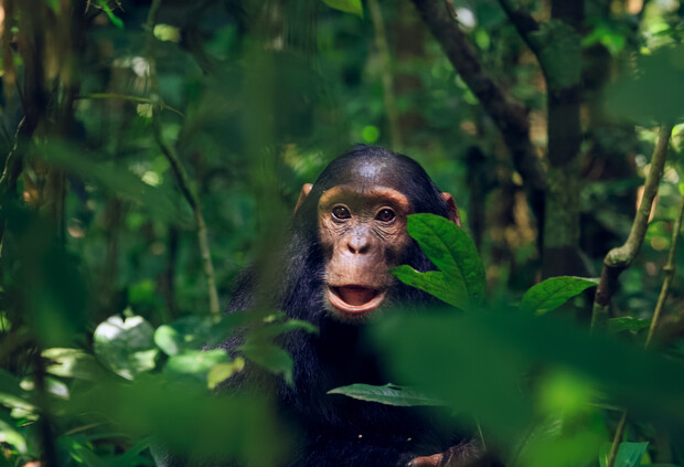 A chimpanzee sits among lush green foliage in a dense jungle, peering curiously through the leaves. Sunlight filters softly through the canopy above, highlighting its expressive face.