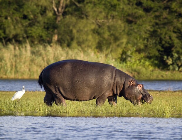 A hippopotamus stands in a grassy area near water, accompanied by a white bird. The background consists of dense greenery and trees.