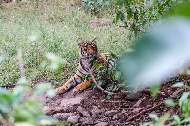 A tiger lies on the ground, framed by rocks and greenery, partially obscured by leaves, in a natural forest setting.