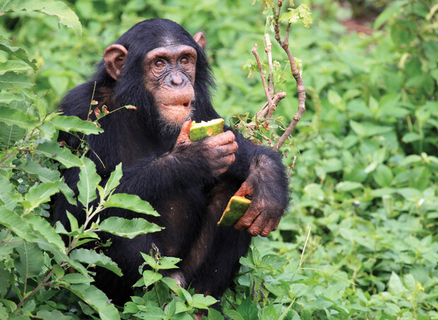 A chimpanzee sits among lush green foliage, holding and eating a slice of watermelon, surrounded by leaves and small branches.