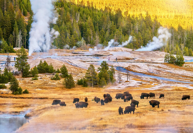 Bison graze in a grassy field surrounded by steam rising from geysers, with pine trees and hills in the background. A couple of people are observing from a distance.