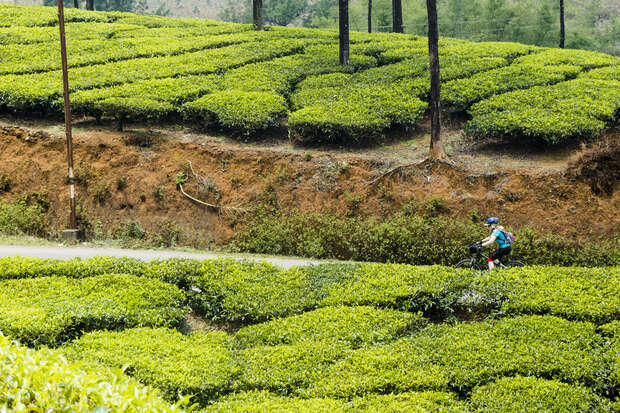 A cyclist rides along a dirt path through lush, green tea plantations, surrounded by neatly arranged rows of vibrant tea bushes and tall, slender trees.