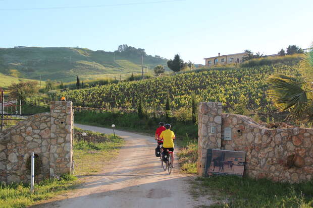 Cyclists ride on a dirt path through stone gateposts, surrounded by lush vineyards on rolling hills, with a distant house visible under clear blue sky.