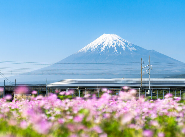 A high-speed train blurs past in front of Mount Fuji, surrounded by a field of vibrant pink flowers under a clear blue sky.