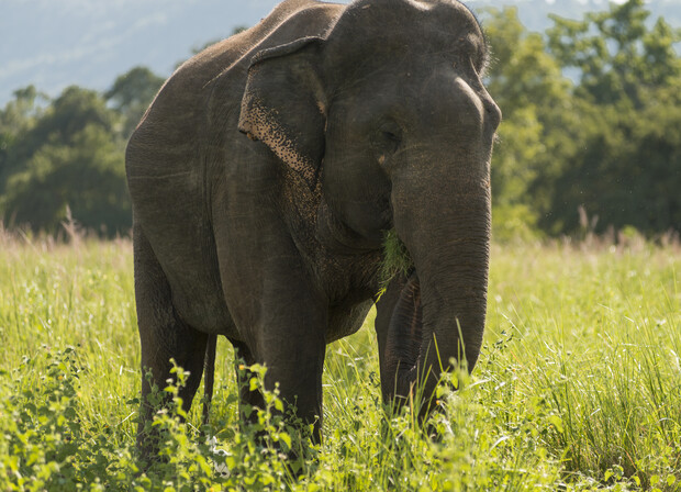 An elephant grazes in a lush, green field with distant trees and mountains under a clear sky.