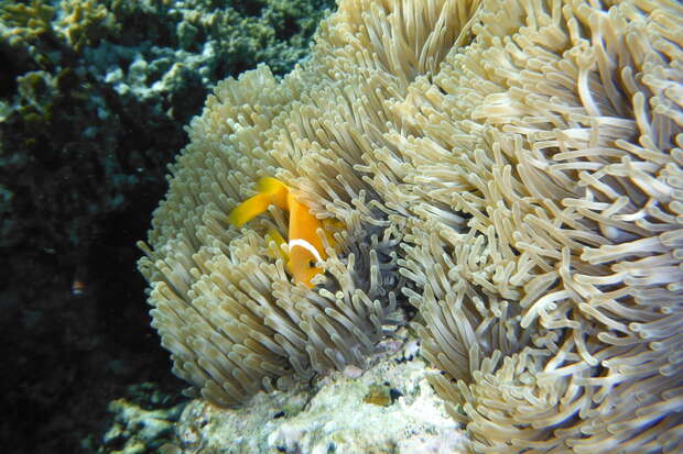 Clownfish swims among the tentacles of a sea anemone in a vibrant underwater coral reef environment, showcasing a symbiotic relationship amidst the marine life.