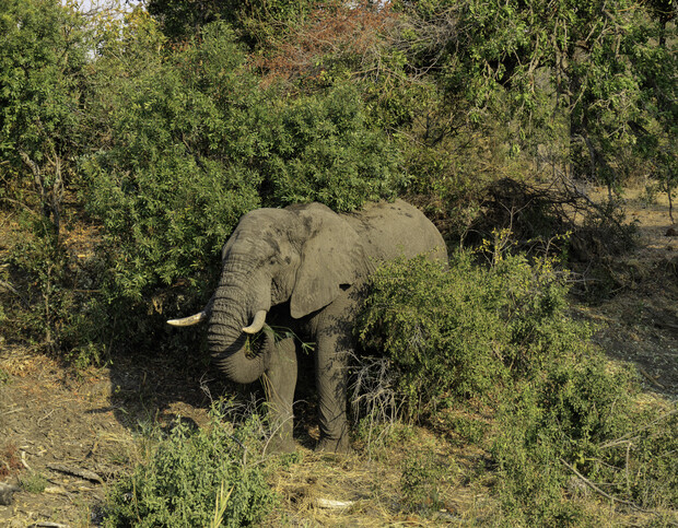 An elephant stands amidst dense green shrubbery, partially concealed, with tusks visible and surrounded by forest underbrush and trees, creating a natural and serene wildlife setting.