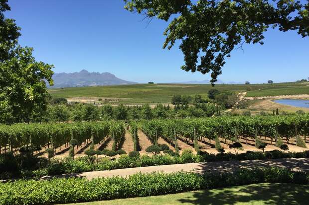 Vineyard rows stretch across a sunny landscape, bordered by trees and backed by distant, hazy mountains under a clear blue sky. A small pond is visible to the right.