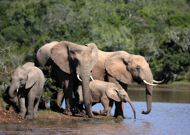 A group of elephants, including adults and a calf, stands at the water's edge, drinking from a pond, surrounded by lush green forest.