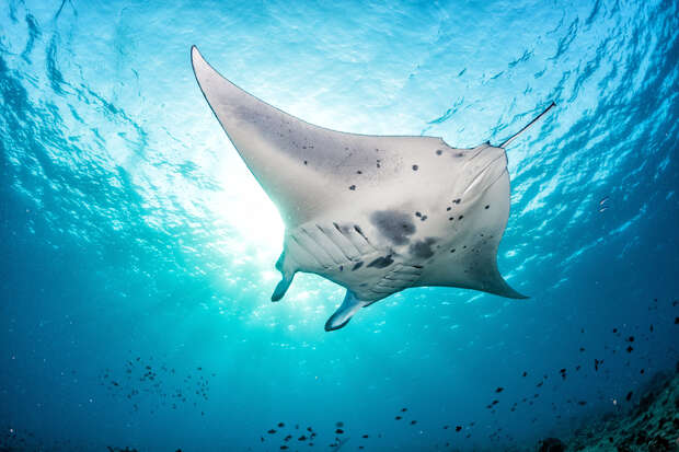 A large manta ray glides gracefully through blue ocean waters under the sunlight, surrounded by smaller fish, creating an ethereal underwater scene.
