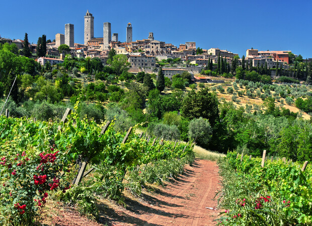 Vineyard rows extend into the distance, leading to a hillside town with tall medieval towers. Lush greenery surrounds the scene, under a clear blue sky.