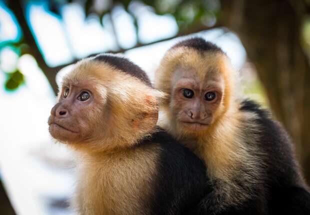 Two capuchin monkeys sit closely together, one gazing forward and the other looking to the side, surrounded by blurred green foliage in a natural setting.