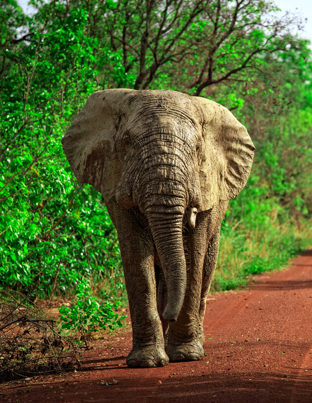 An elephant walks along a red dirt path surrounded by lush green foliage, with trees arching in the background, highlighting its massive, wrinkled form and iconic trunk.
