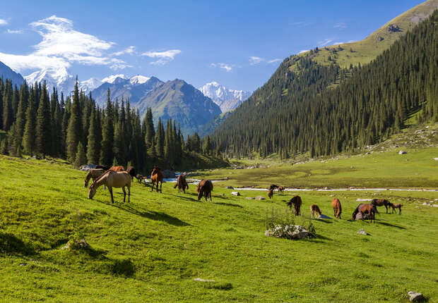 Horses graze peacefully on a lush, green meadow surrounded by tall pine trees and majestic snow-capped mountains under a clear blue sky.