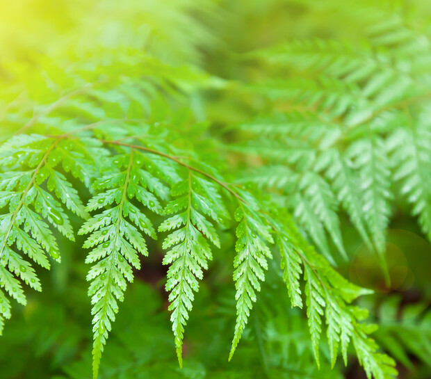 Green fern leaves with visible water droplets, gently arching against a blurred, sunlit background, highlighting the freshness and vibrant details of the foliage.