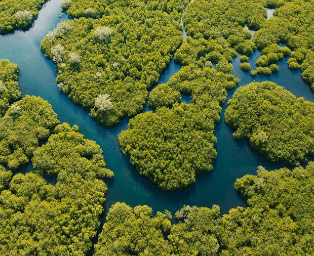 Lush green mangrove trees form dense clusters, bordered by winding blue waterways. The tangled vegetation and water create a sprawling, natural maze within a vibrant wetland ecosystem.