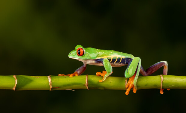 A vibrant green tree frog with red eyes perches on a green bamboo stalk, its orange toes gripping firmly, set against a blurred dark green background.