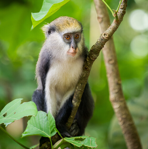 A small monkey with a white and gray coat sits on a tree branch, surrounded by lush green leaves in a forested area.