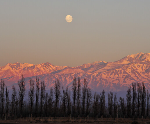 Moon shines above snow-capped mountains, casting a pinkish glow at sunset. Tall, bare trees stand in the foreground, creating a serene, picturesque landscape.