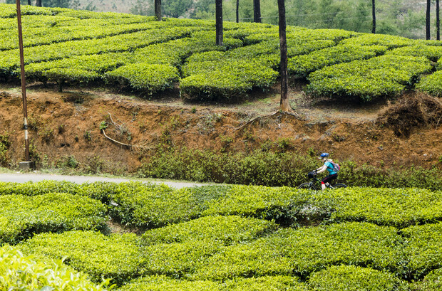 A cyclist rides along a narrow dirt path through lush green tea plantations, with neatly arranged bushes and tall trees scattered in the background.