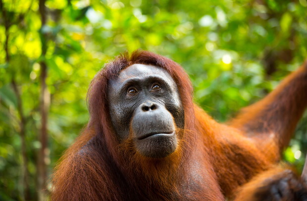 An orangutan gazes upward, surrounded by lush green foliage. Its reddish-brown fur contrasts with the vibrant background, creating a serene, natural forest scene.