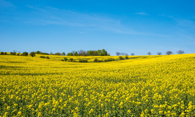 A vast field of yellow flowers stretches towards a distant tree line under a clear blue sky, creating a vibrant, open landscape.