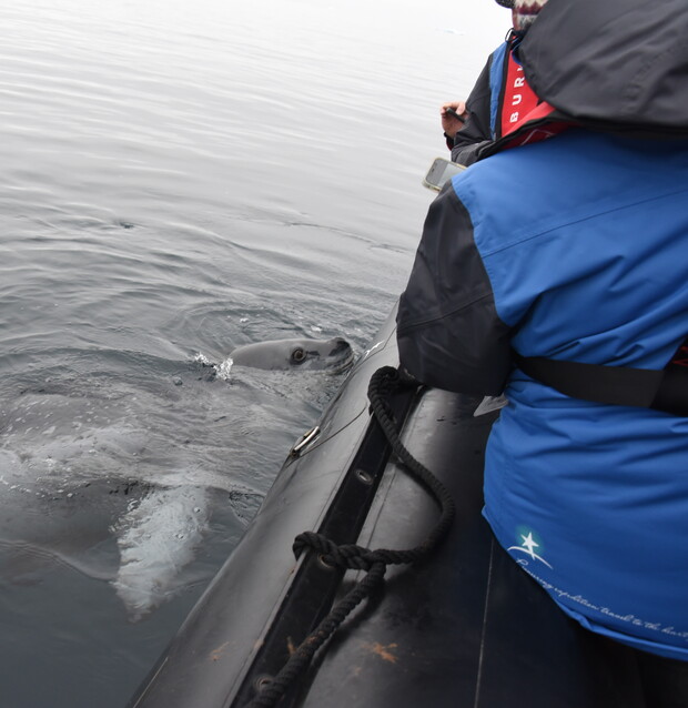 A seal pokes its head above calm water near an inflatable boat. A person in a blue jacket observes closely, holding a camera in a serene oceanic setting.